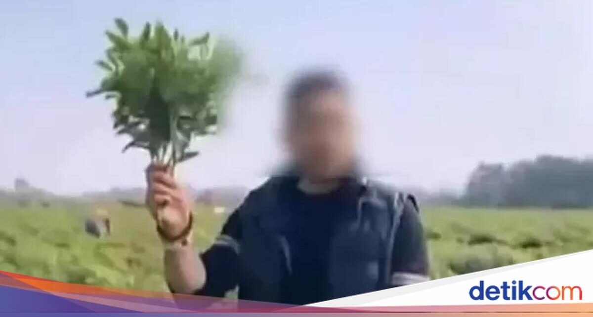 Hoaks Viral Bikin Kebun Cabai Dijarah Massa, Petani Auto Boncos!