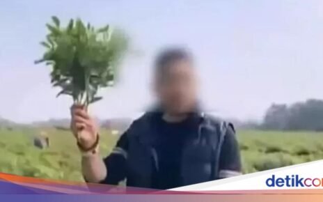 Hoaks Viral Bikin Kebun Cabai Dijarah Massa, Petani Auto Boncos!