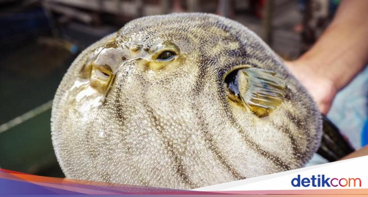 Eksotis tapi Ekstrem, 5 Makanan Tradisional Ini Punya Aturan Konsumsi Ketat