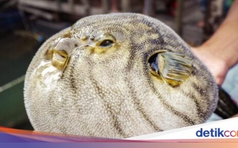 Eksotis tapi Ekstrem, 5 Makanan Tradisional Ini Punya Aturan Konsumsi Ketat