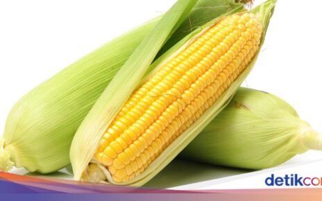 Bukan Kebetulan! Ini Fakta di Balik Jumlah Baris Biji Jagung yang Genap