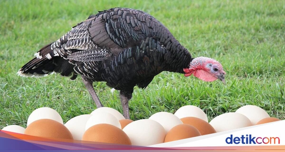 Kenapa Ya Telur Kalkun Tak Dikonsumsi Seperti Telur Ayam?