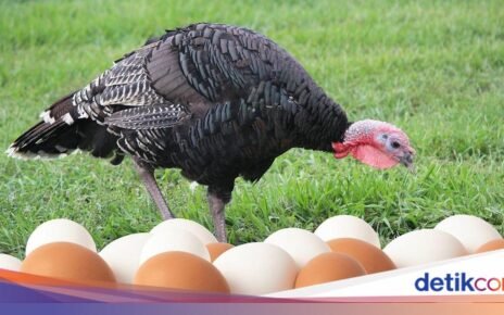 Kenapa Ya Telur Kalkun Tak Dikonsumsi Seperti Telur Ayam?