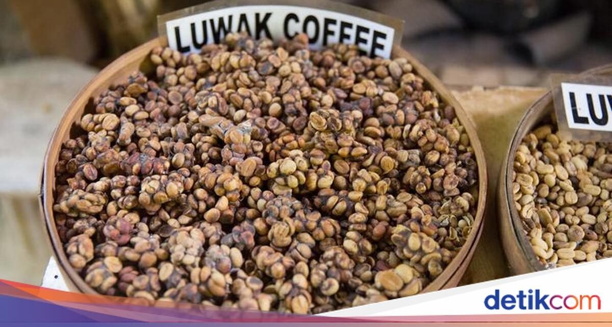 5 Fakta Kopi Luwak Indonesia, Kopi Termahal dan Eksklusif di Dunia!