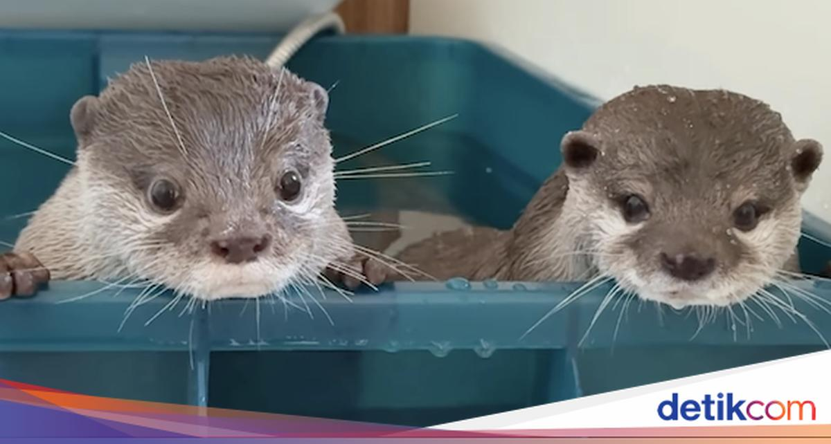 Kotaro dan Hana, 'Selebgram' Berang-berang yang Doyan Banget Seafood
