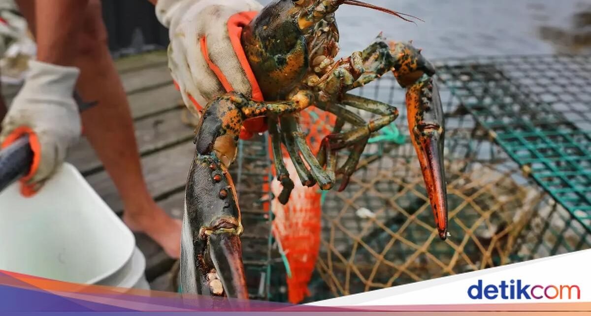 Waduh! FBI Turun Tangan Buat Kasus Lobster Senilai Rp 6 Miliar Hilang