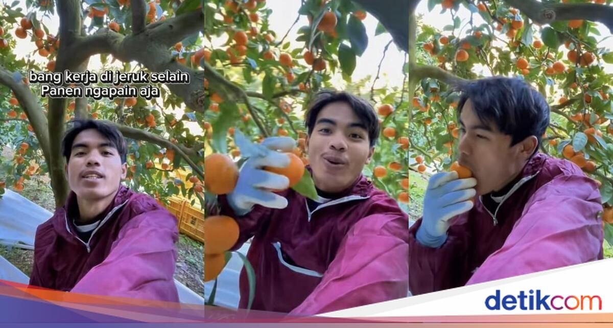 WNI Ini Pamer Kerja Santai di Kebun Jeruk Jepang, Videonya Viral!